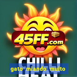 gato miando muito a noite o que fazer